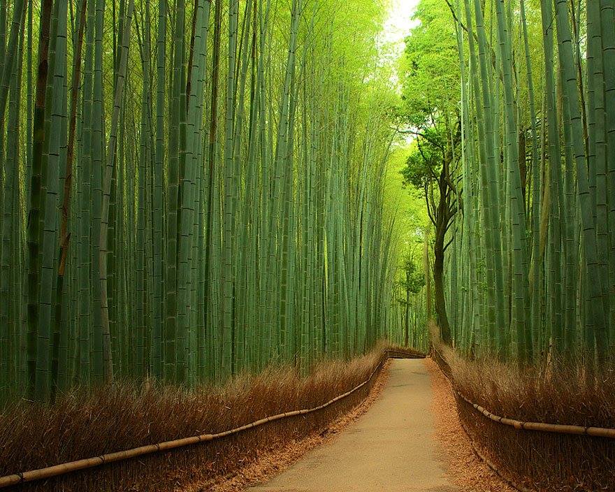 Wonderful Paths In The World3