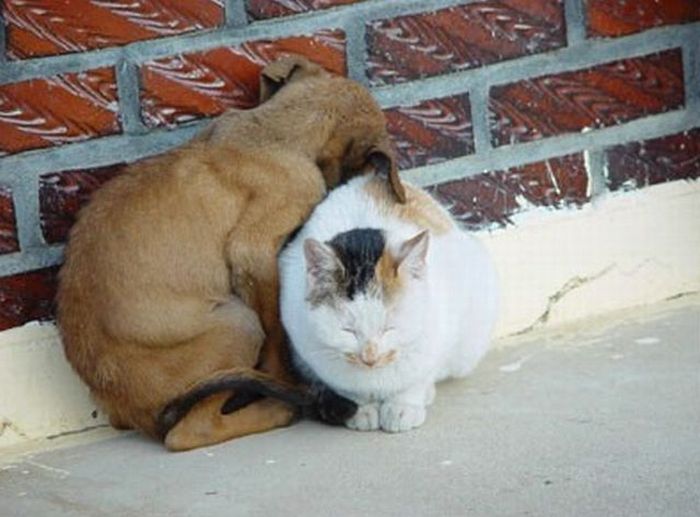 cat_and_dog1