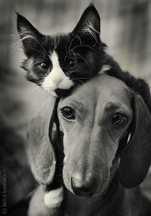 cat_and_dog3