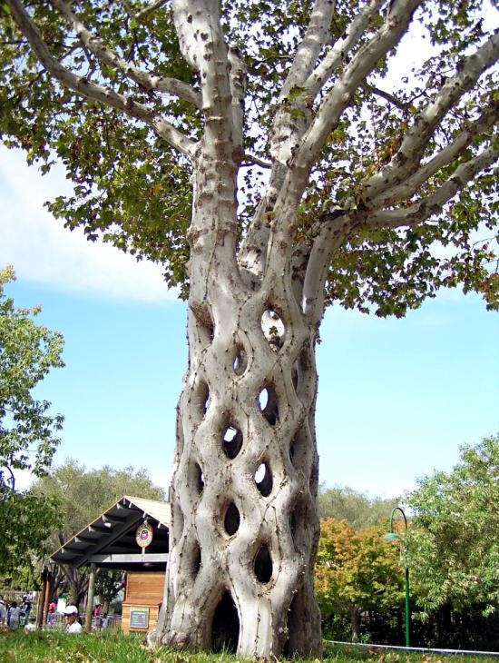 Six individual sycamore trees were shaped, bent, and braided to form this