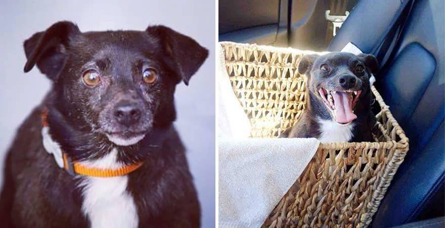 Before And After Puppy Adoption6