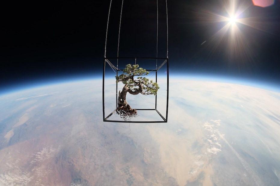 bonsai tree in space