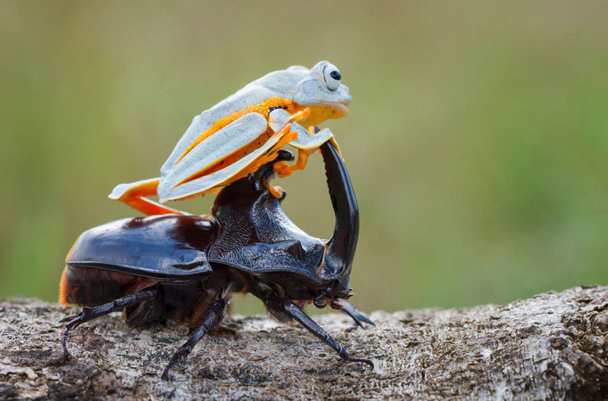 Amazing Photos Of A Tiny Frog Riding On A Beetle’s Back3