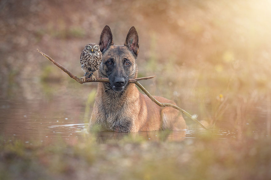 The Unlikely Friendship Of A Dog And An Owl2