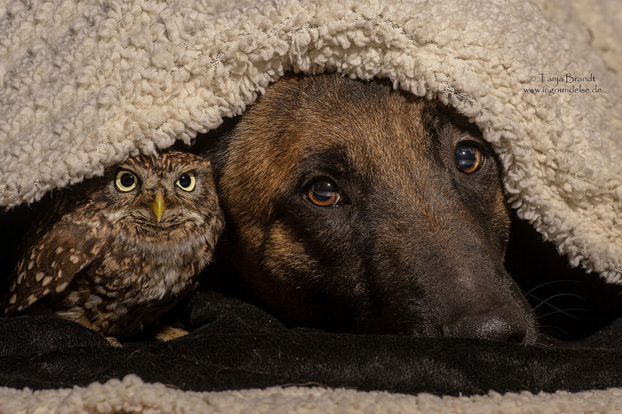 The Unlikely Friendship Of A Dog And An Owl3