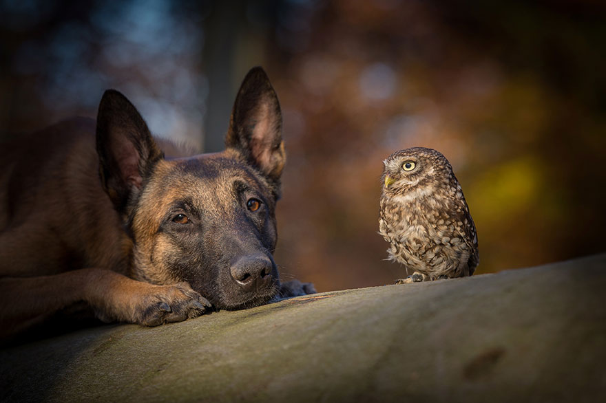 The Unlikely Friendship Of A Dog And An Owl4