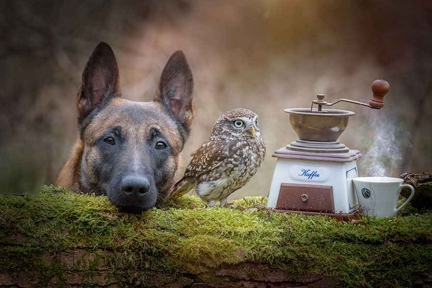 The Unlikely Friendship Of A Dog And An Owl5