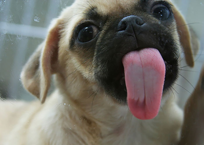 Animals Licking Glass and they look silly7