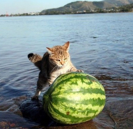 cat vs watermelon