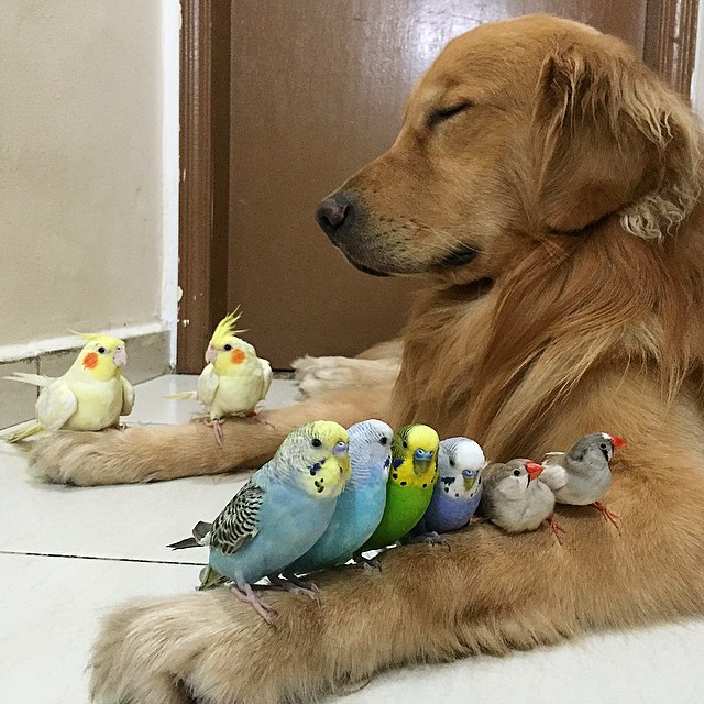 A Dog, 8 Birds And A Hamster Are The Most Unusual Best Friends Ever4